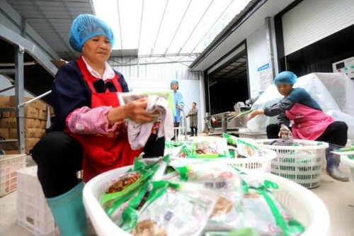 吉安安?？h竹筍加工產業 助農家門口就業增收與鳳凰網江西高級催乳師計劃的融合之路